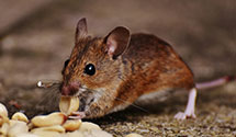 24 Hour & Emergency Exterminators in Dundee, NJ